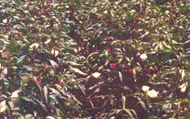 FiberMax Okra Leaf Varieties Perform in South Texas