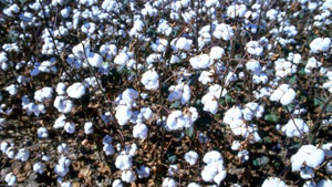 Brazilian Growers Seek $372 Million USD in Cotton Subsidies