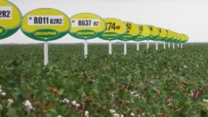 Deltapine Relies on Grower Input