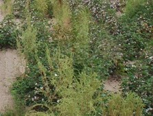 MANA and Monsanto Extend Roundup Ready PLUS Agreement