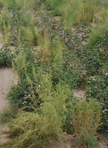 MANA and Monsanto Extend Roundup Ready PLUS Agreement