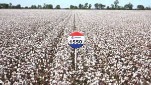 AM 1550 B2RF Excels in Fields, Trials