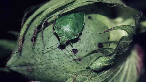 Helena Adds Tempest Dual-Action Insecticide