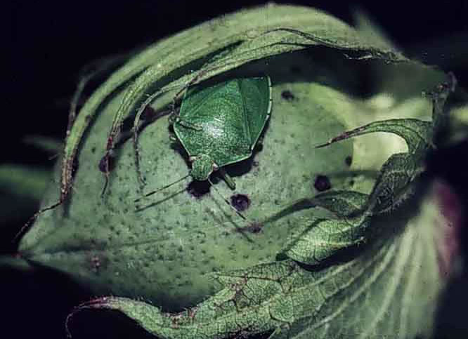 Insect Sprays Declining