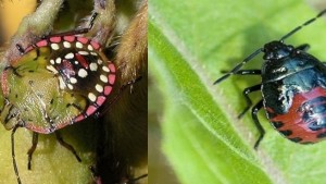 Meeting the Challenges of a Changing Insect Spectrum