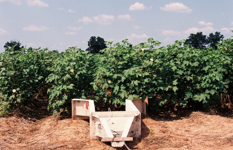 Economics Favor Planting Cotton Behind Wheat
