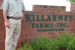 Using Cows to Battle Pigweed?