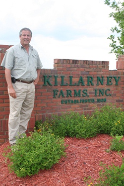 Using Cows to Battle Pigweed? - Cotton Grower