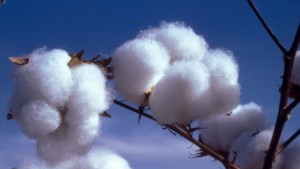 Cotton LEADS Targets Global Brands, Retailers