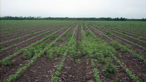 Cheminova Launches Statement Herbicide for Cotton and Soybeans