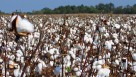 Ruark, Hopkins, and Sikes Reappointed to Georgia Cotton Commission Board