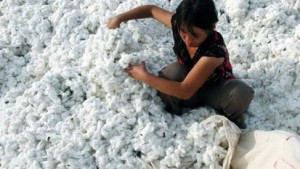 China Cotton Industry Ready for Major Changes in 2014/15