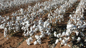 United States and India Collaboration Shines