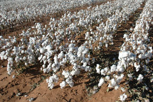 cotton growing areas in india