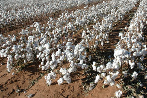 cotton production in india