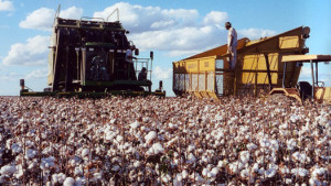 Brazilian Cotton Market To Recover From Pest Outbreak In 2013/14