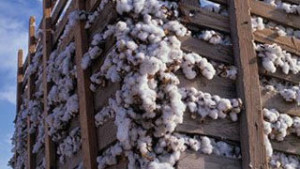 Greek Cotton Enjoys A Dream Season