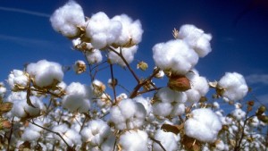 Cotton Projections Up in New USDA Supply and Demand Estimates Report