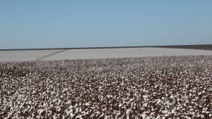 Projects Focus on Pest  Control and Sustainability