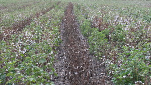 Eliminating Cotton Root Rot Could Save $20 Million