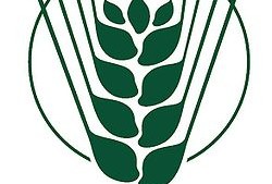 Bt Cotton Found to be Infected with Monsanto’s Gene