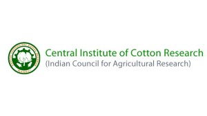 India: Accidental New Variety Boasts Highest Recorded Boll Size