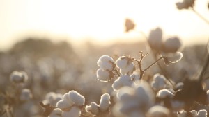 Sustainability in Cotton: Transparency Needs to Extend to Raw Materials