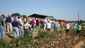 Examining the Best Cover Crops for Weed Control