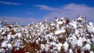 U.S. Cotton Trust Protocol Opens Grower Enrollment for 2026