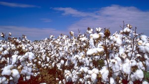 ICE Is Ready to List a New Cotton Contract in 2014