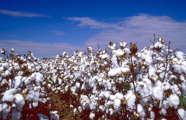 Cotton Highlights from January WASDE Report