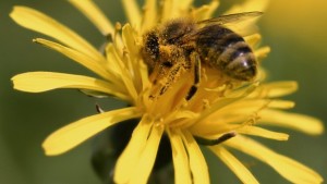 Bayer CropScience Opens New North American Bee Care Center