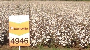 Mid-South Growers Take Top Prizes in Bayer CropScience 2013 Cotton Belt Challenge