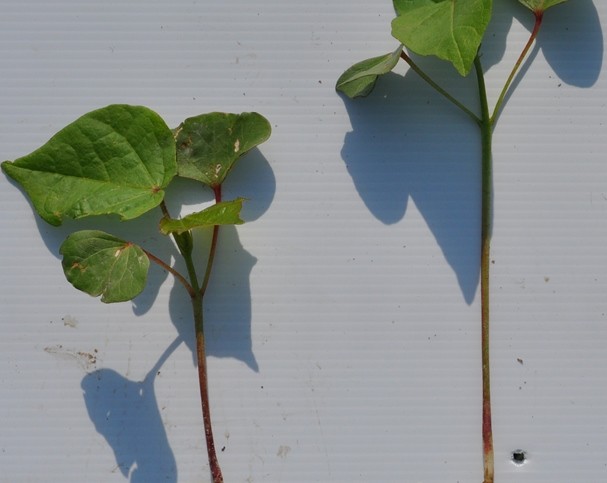 EPA Approves Arcus ST Seed Treatment for Cotton Seedling Development