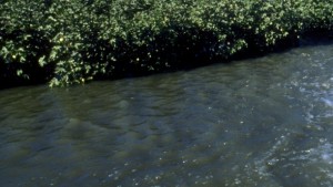 NCC Applauds EPA, COE for New Waters of the U.S. Rule