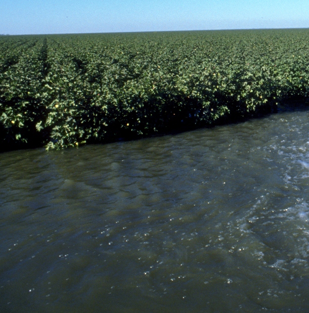 NCC New Waters Rule Is Practical and Sustainable Cotton Grower