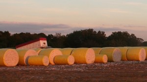 New Cotton Webcasts Focus on Using Yield Monitor Data for Precision Planning