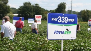Five Keys to Higher Cotton Yields