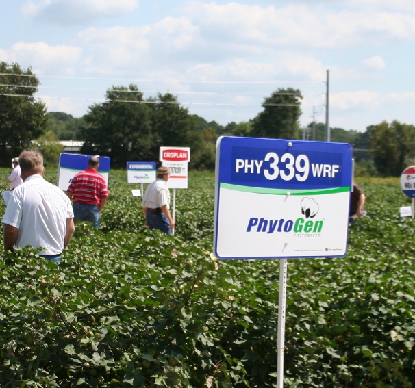 Varieties and environment key to successful cotton yields