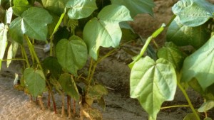 Webcast Focuses on Nutrient Management in Cotton