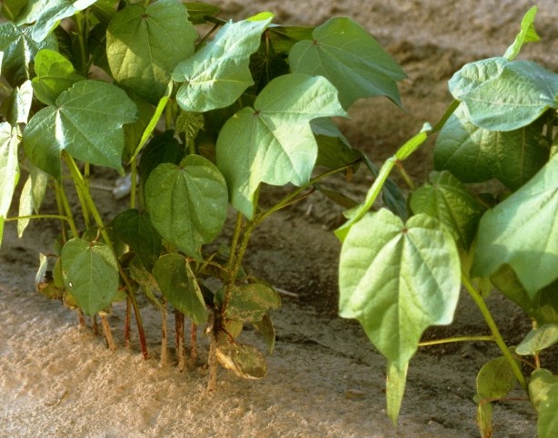 New Questions Facing Thrips Management