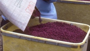 Cotton Planting in Many States Now Ahead of Five-Year Average