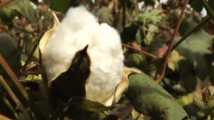 Louisiana Cotton Plantings Down for 2020