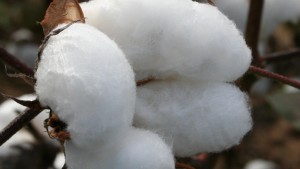 Mississippi Variety Trial Data and Planning Budgets Now Available