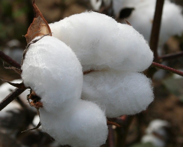 Mississippi Growers Optimistic Over 2014 Cotton Acreage Increase