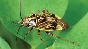 Consider Options for Plant Bug Control This Season