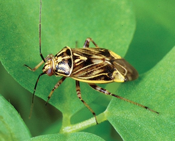 Managing Populations, Retaining Squares Are Keys to Plant Bug Control