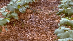 Cover Crop Considerations for This Fall