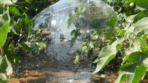Lubbock Raising More Profit Event to Focus on Water, Weed Management for Profitability
