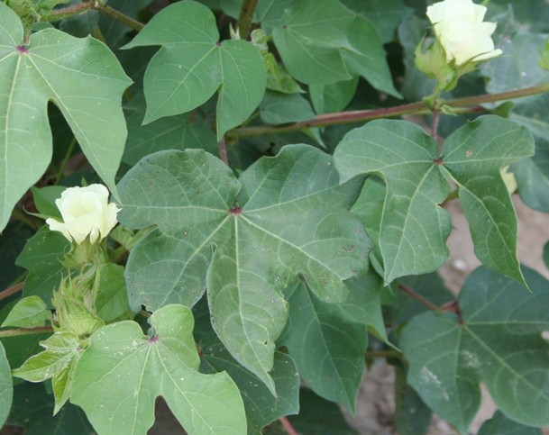 Bolls Seen in Nearly Half of U.S. Crop; Overall Condition Remains Highly Favorable